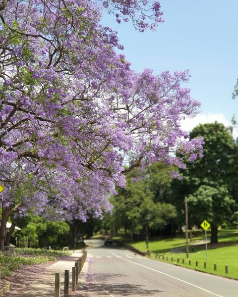 Wedding Location NSW - Parramatta Park