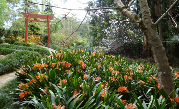 Wedding Location QLD - Tamborine Mountain Botanic Gardens