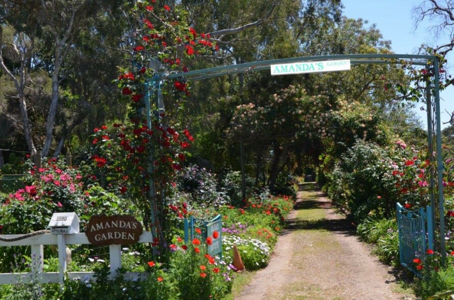 amandas garden 1