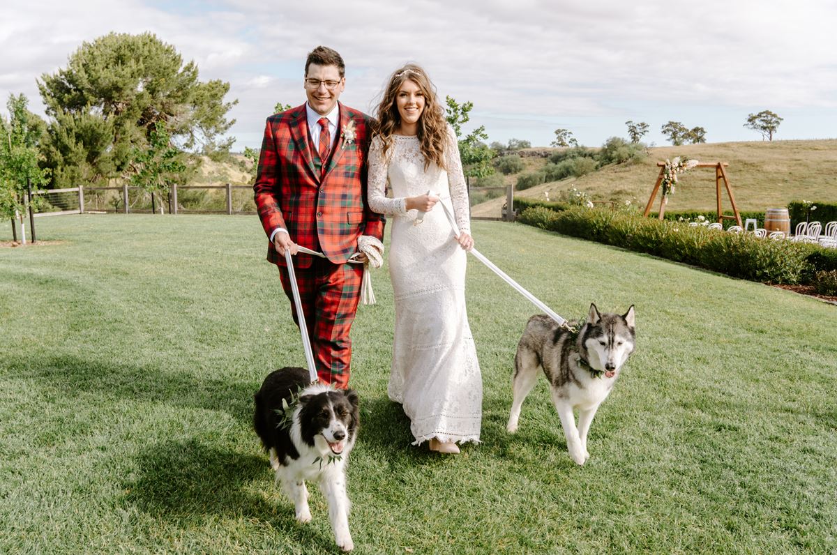 Two huskies being walked by a bride and groom