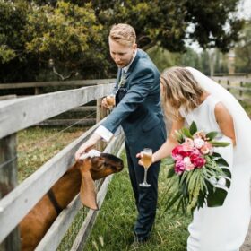wedding with animals