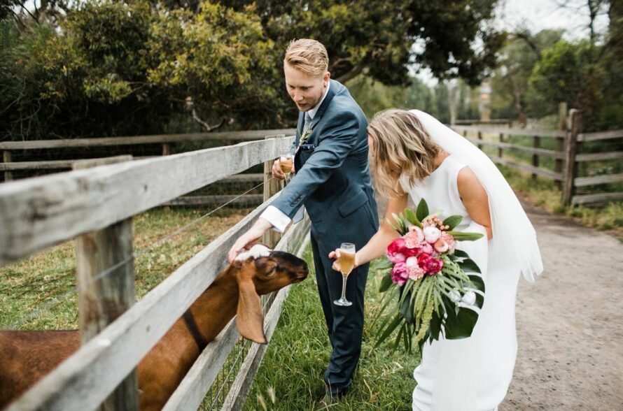 wedding with animals