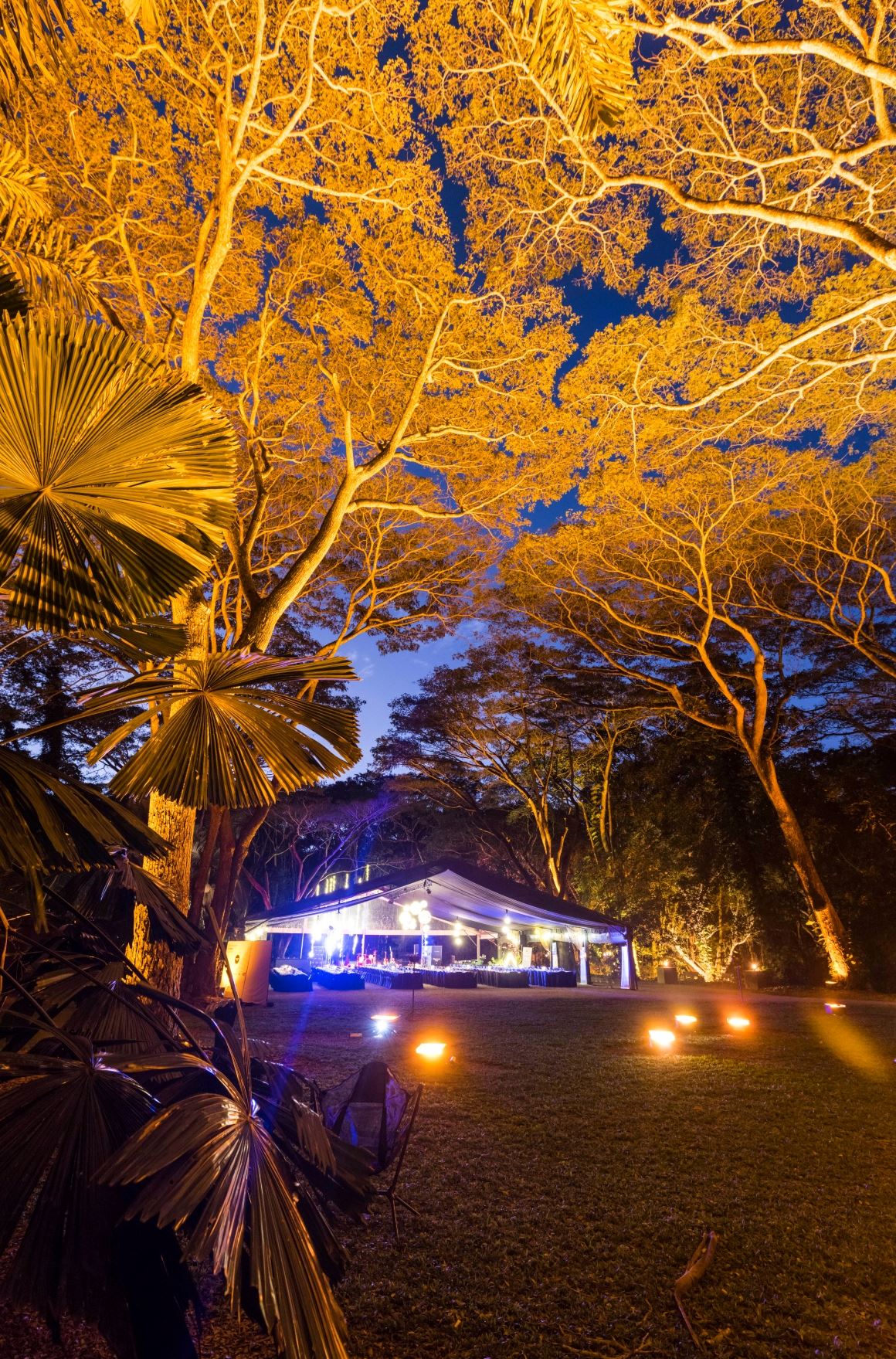 Flames of the Forest