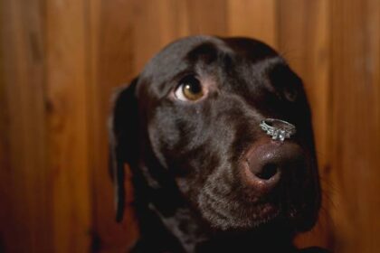 a dog wearing the ring on a wedding