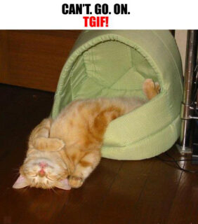 a cat sleeping in her basket