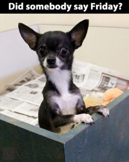 did someone say friday