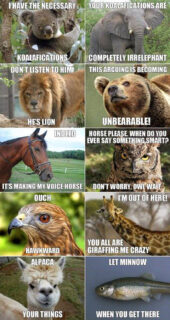 animals funny word play