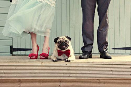 cute dog with a red bow and the newlyweds