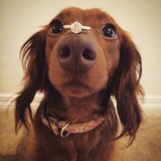 engagement shot with the pooch