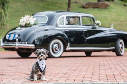 A pooch in a wedding outfit