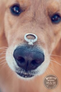 Pets in your wedding party|Pet-friendly weddings|Cat wearing a tie at wedding|Bride and groom with their pet chicken at their wedding||your favourite pet in wedding photos|Dog with wreath at weddingDog with wreath at wedding|Dogs at weddings|Pets as ring bearers|||Inviting pets to your wedding|Inviting pets to your wedding|