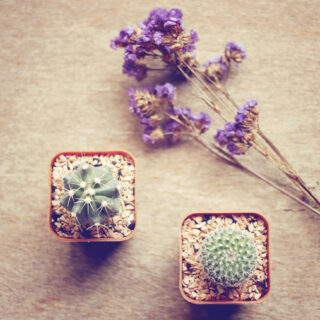 Living bomboniere||Living bomboniere||||Living bomboniere|||