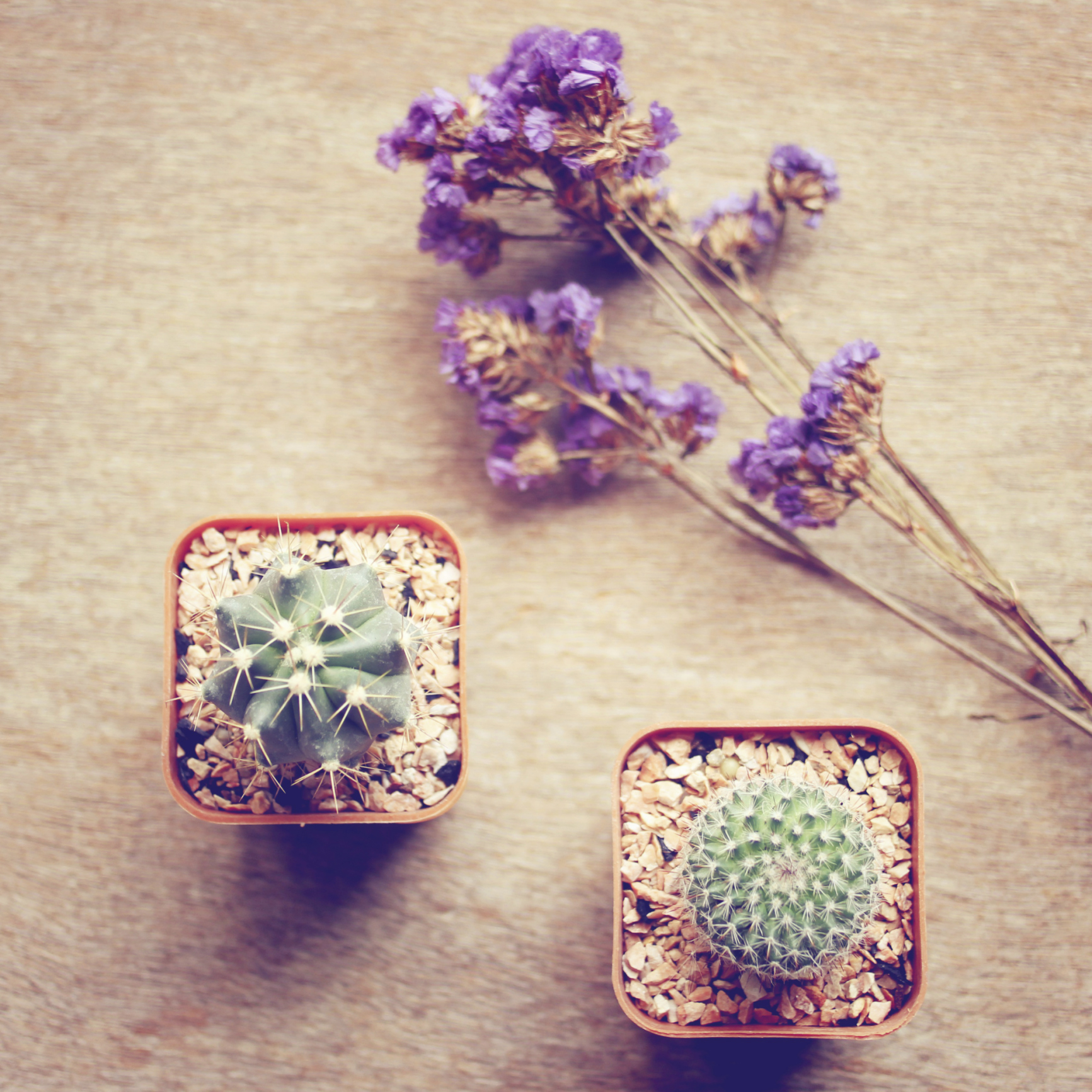 The gift of life: 12 living bomboniere ideas