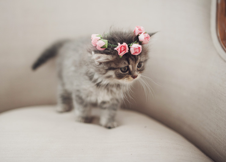 15 adorable wedding day pets