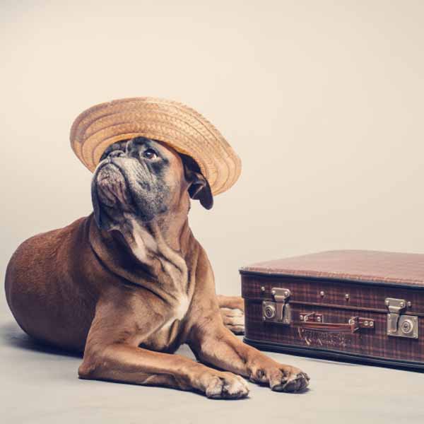 Pet-friendly honeymoon hotels across the globe