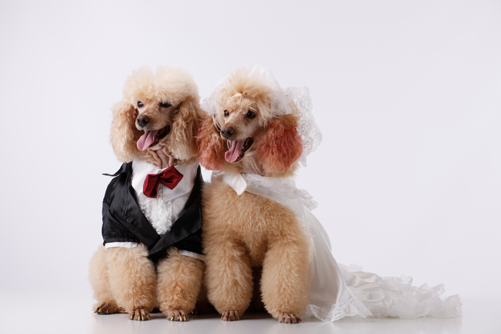 7 alternative bridal party trends you should consider