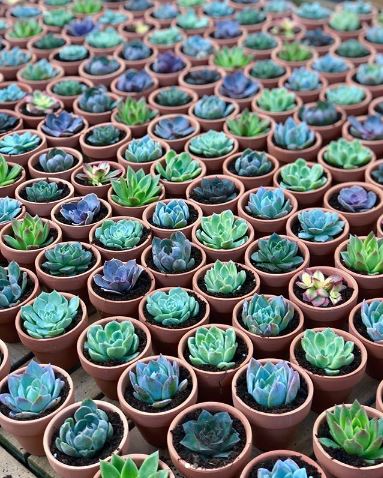 7 gorgeous ways to use succulents at your wedding