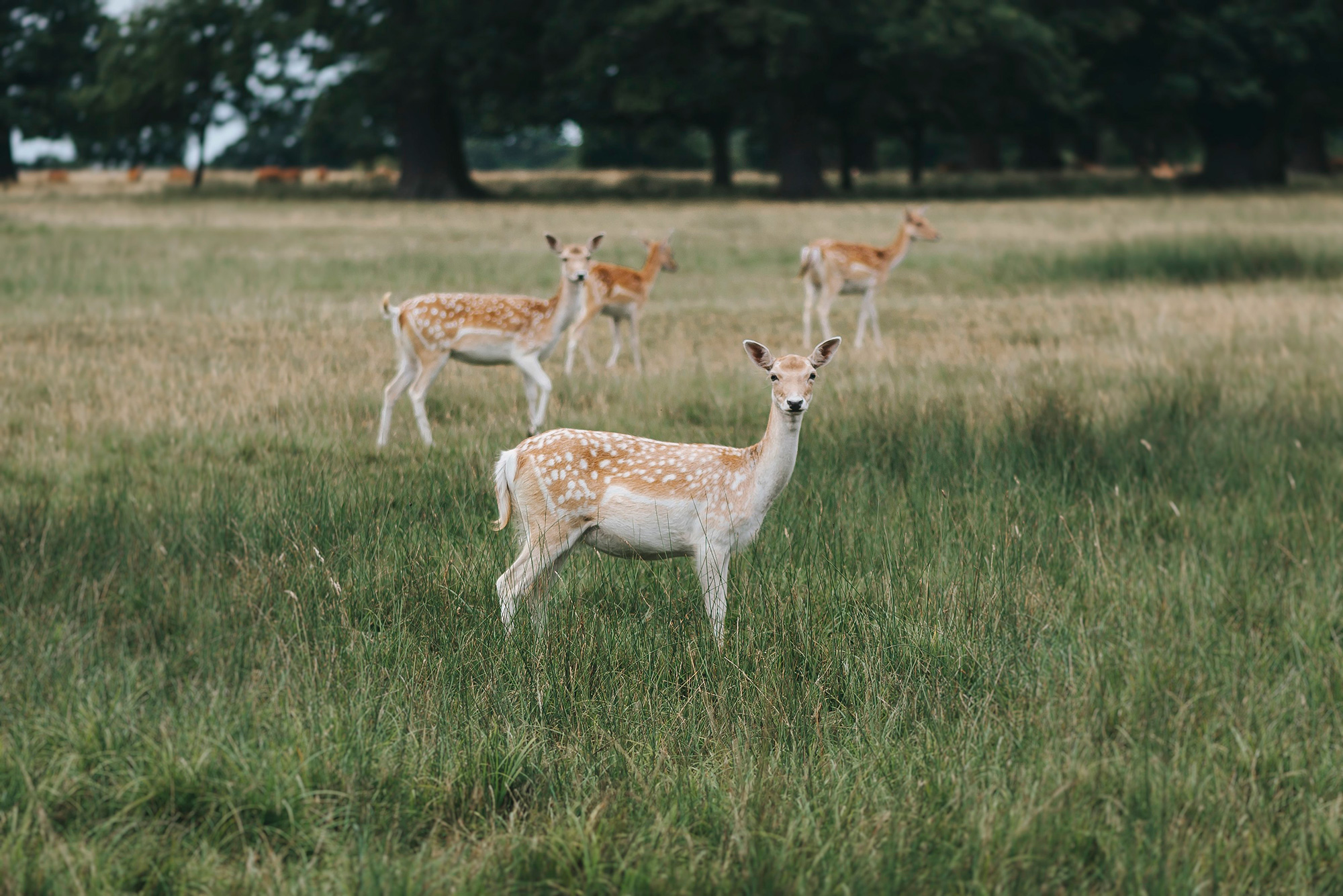 9 tips for an environmentally friendly wedding